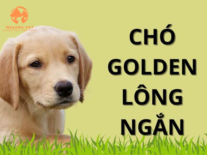 Bán chó golden lông ngắn 2, 3 tháng tuổi tại Tphcm, Tây Ninh, Long An